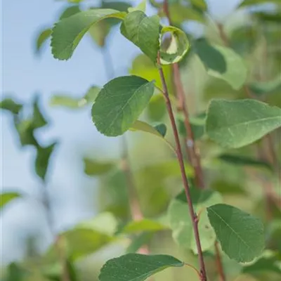 Sol 3xv mB 80- 100 - Felsenbirne 'Obelisk' -R- - Amelanchier alnifolia 'Obelisk' -R- - Collection