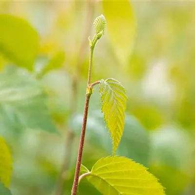 H C 30 10- 12 - Schwarzbirke,Flussbirke - Betula nigra - Collection