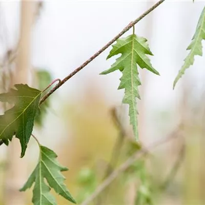 H 3xv mDb 10- 12 - Schlitzblättrige Birke - Betula pendula 'Dalecarlica' - Collection