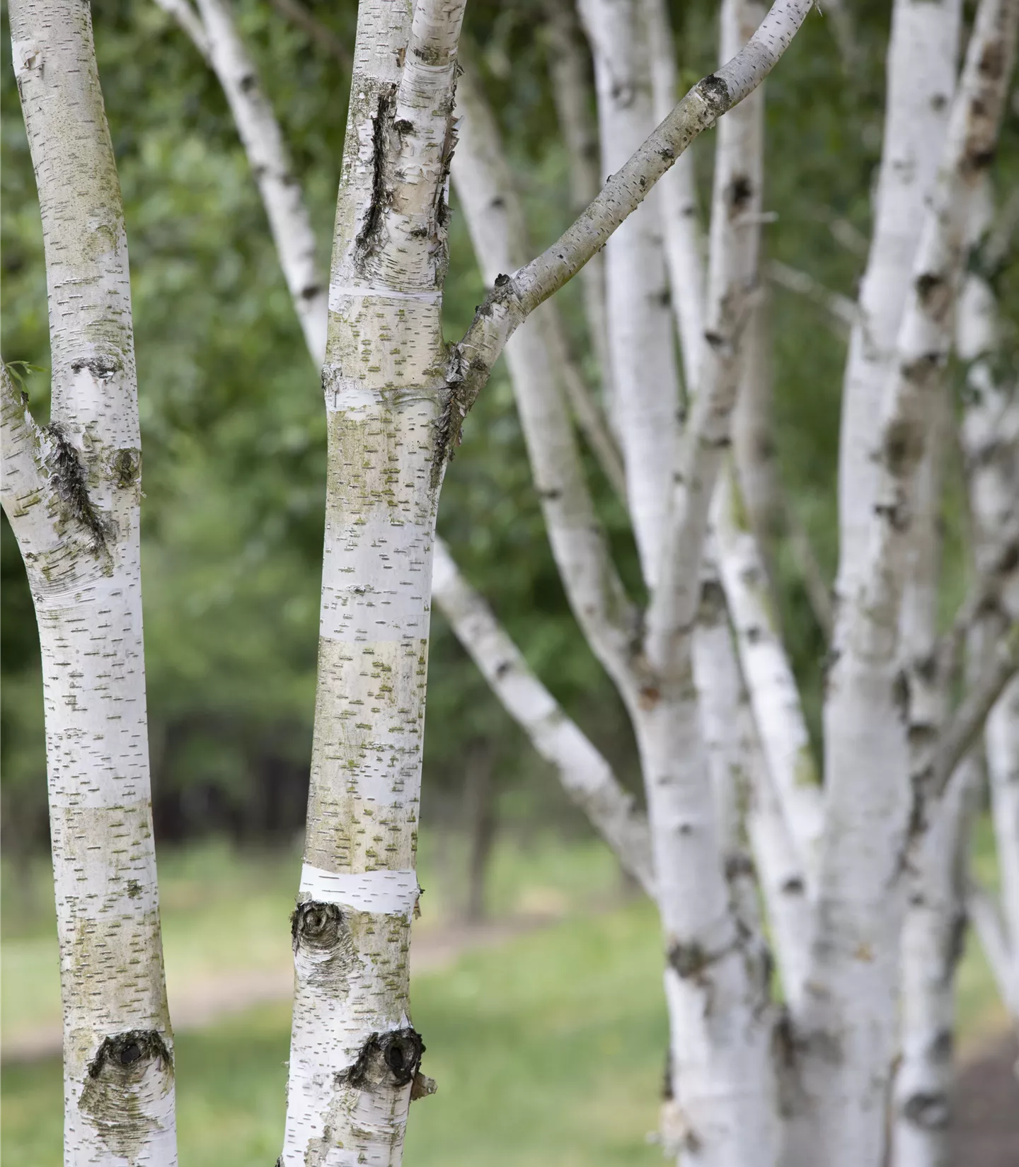 Betula pubescens - Collection