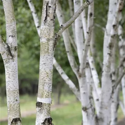 H 3xv mDb 10- 12 - Moorbirke - Betula pubescens - Collection