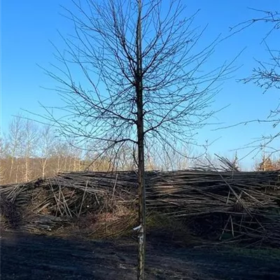 H 4xv mDb 20- 25 - Moorbirke - Betula pubescens - Collection