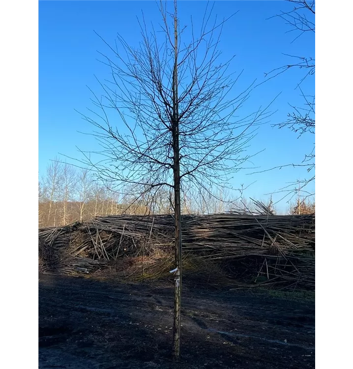 Moorbirke - Betula pubescens - Collection