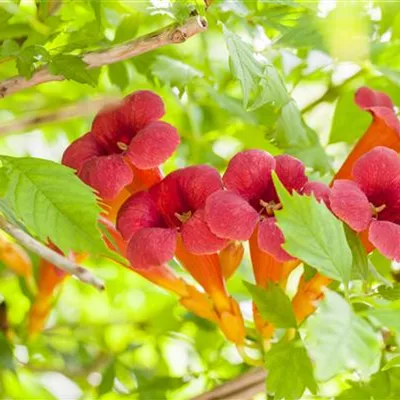 Sol C 20 200- 250 - Rote Kletter-Trompetenblume - Campsis radicans - Collection