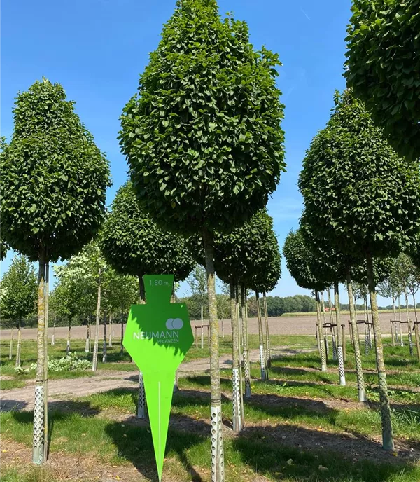 Carpinus betulus 'Fastigiata Monument' - Collection