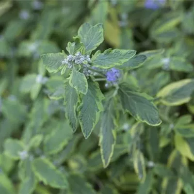 C 3 30- 40 - Bartblume 'Summer Sorbet' -S- - Caryopteris clandonensis 'Summer Sorbet' -S- - Collection