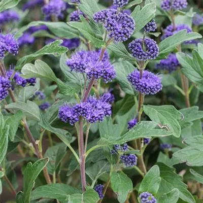 C 3 30- 40 - Bartblume 'Grand Bleu' -R- - Caryopteris clandonensis 'Grand Bleu' -R- - Collection