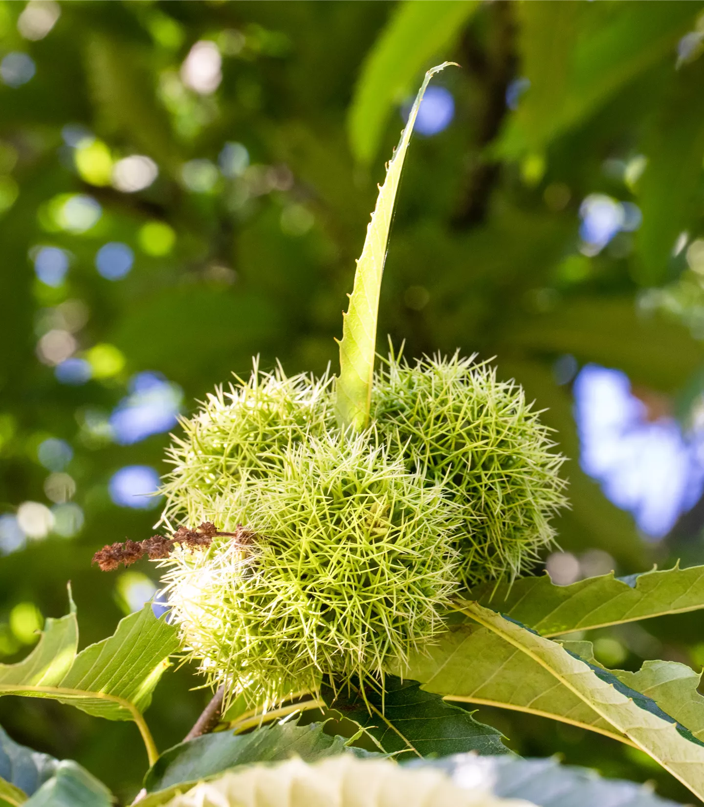 Castanea sativa 'Marigoule' CAC - Collection