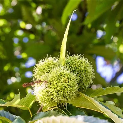 H C 30 8- 10 - Esskastanie 'Marigoule' - Castanea sativa 'Marigoule' CAC - Collection