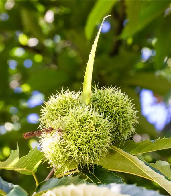 Castanea sativa 'Marigoule' CAC - Collection