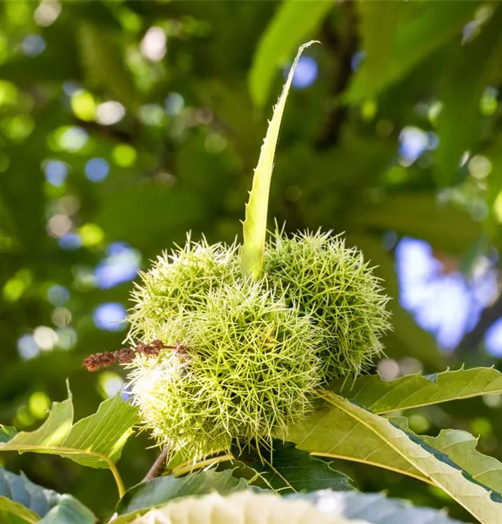 Esskastanie 'Marigoule' - Castanea sativa 'Marigoule' CAC - Collection