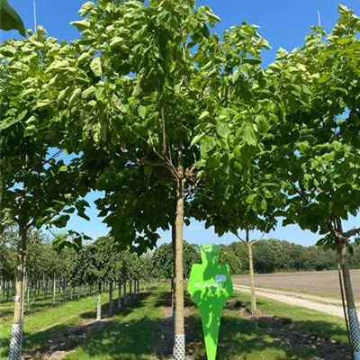 Sol Baum 4xv mDb 150-200 x 400-500 30- 35 - Trompetenbaum - Catalpa bignonioides - Collection