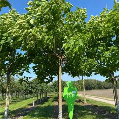 Sol 3xv mDb 80- 100 - Trompetenbaum - Catalpa bignonioides - Collection