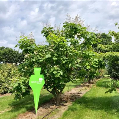 Sol 6xv mDb 400-500 x 400- 500 - Trompetenbaum - Catalpa bignonioides - Collection