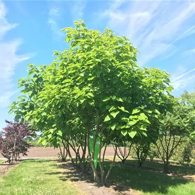 Sol 6xv mDb 400-500 x 500- 600 - Trompetenbaum - Catalpa bignonioides - Collection