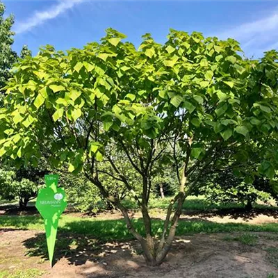 Sol 6xv mDb 400-500 x 600- 700 - Trompetenbaum - Catalpa bignonioides - Collection