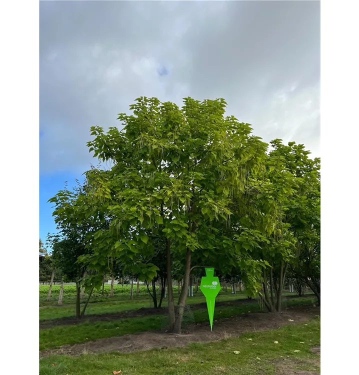 Trompetenbaum - Catalpa bignonioides - Collection