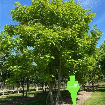 Sol Baum mehrst 6xv mDb 300-400 x 600- 700 - Trompetenbaum - Catalpa bignonioides - Collection