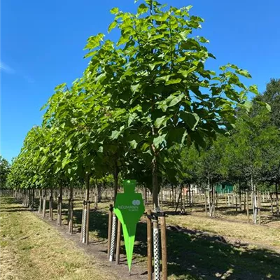 H 4xv mDb 20- 25 - Trompetenbaum - Catalpa bignonioides - Collection