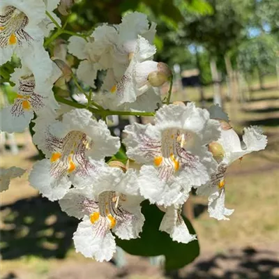 H 4xv mDb 20- 25 - Trompetenbaum - Catalpa bignonioides - Collection