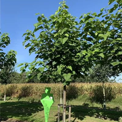 Sol Baum 5xv mDb 200-300 x 400-500 25- 30 - Trompetenbaum - Catalpa bignonioides - Collection