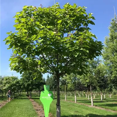 Sol Baum 5xv mDb 200-300 x 400-500 35- 40 - Trompetenbaum - Catalpa bignonioides - Collection