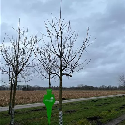 Sol Baum 5xv mDb 200-300 x 400-500 35- 40 - Trompetenbaum - Catalpa bignonioides - Collection