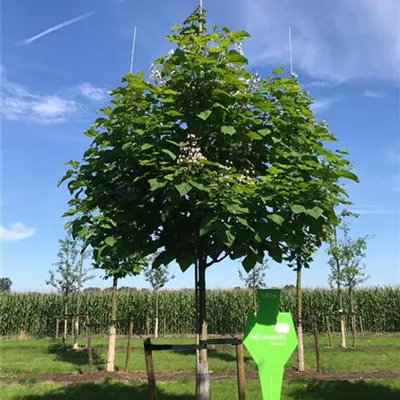 Sol Baum 5xv mDb 200-300 x 500-700 30- 35 - Trompetenbaum - Catalpa bignonioides - Collection