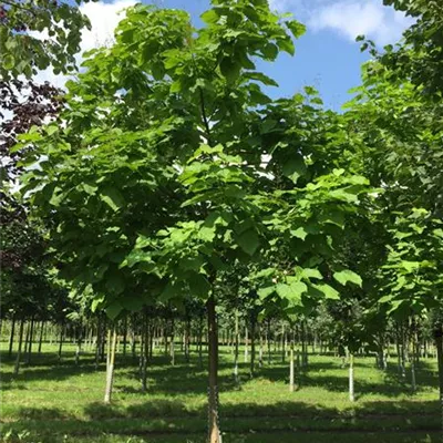 Sol Baum 5xv mDb 200-300 x 500-700 40- 45 - Trompetenbaum - Catalpa bignonioides - Collection