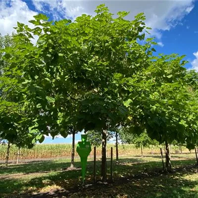 Sol Baum 6xv mDb 300-400 x 500-700 50- 60 - Trompetenbaum - Catalpa bignonioides - Collection