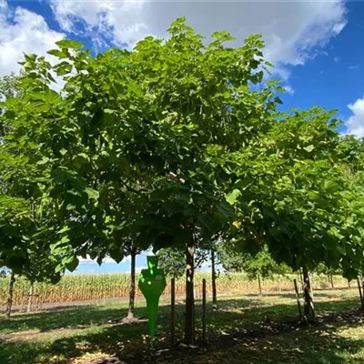 Sol Baum 6xv mDb 300-400 x 500-700 50- 60 - Trompetenbaum - Catalpa bignonioides - Collection