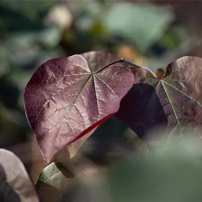 H C 30 10- 12 - Trompetenbaum 'Purpurea' - Catalpa erubescens 'Purpurea' - Collection