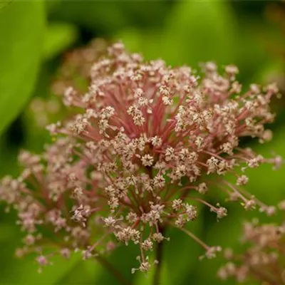 C 3 40- 60 - Säckelblume 'Marie Simon' - Ceanothus pallidus 'Marie Simon' - Collection