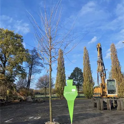 H C 30 10- 12 - Amerikanischer Zürgelbaum - Celtis occidentalis - Collection