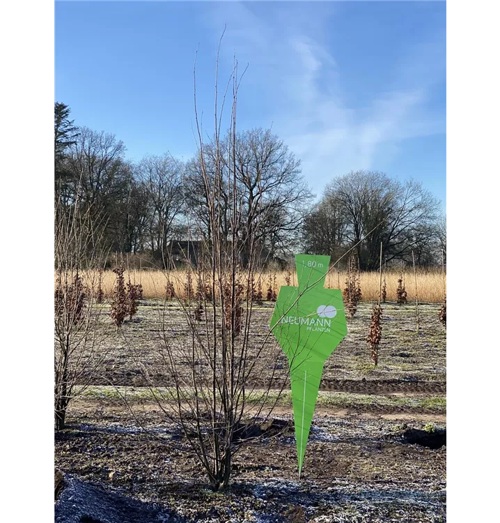 Judasblattbaum - Cercidiphyllum japonicum - Collection