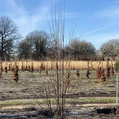 Sol 4xv mDb 100-150 x 300- 350 - Judasblattbaum - Cercidiphyllum japonicum - Collection