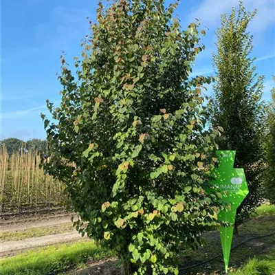 Sol 5xv mDb 150-200 x 400- 500 - Judasblattbaum - Cercidiphyllum japonicum - Collection