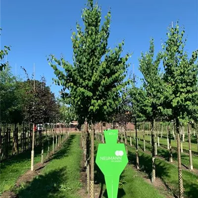 H 3xv mDb 18- 20 - Judasblattbaum - Cercidiphyllum japonicum - Collection