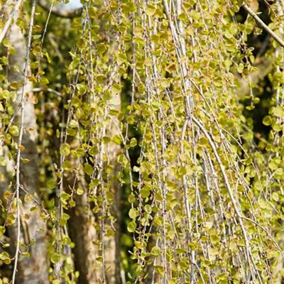 H C 30 10- 12 - Hängender Katsurabaum - Cercidiphyllum japonicum 'Pendulum' - Collection