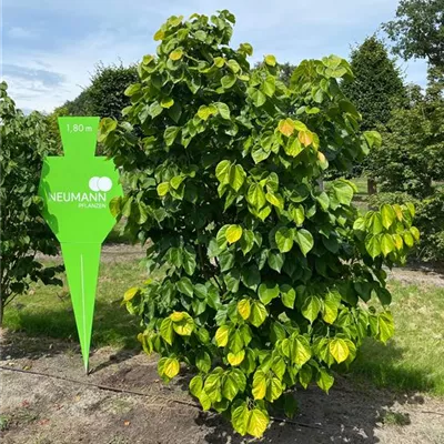 Sol 3xv mDb 175- 200 - Judasbaum 'Avondale' - Cercis chinensis 'Avondale' - Collection