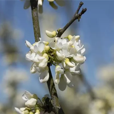 Sol Baum 4xv mDb Krbr. 100-150 25- 30 - Gemeiner Judasbaum 'Alba' - Cercis siliquastrum 'Alba' - Collection