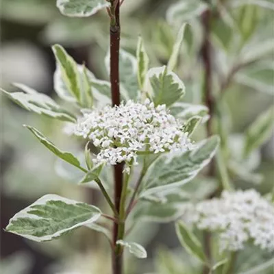 Sol 3xv mB 80- 100 - Hartriegel 'Elegantissima' - Cornus alba 'Elegantissima' - Collection