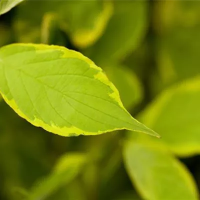 C 3 60- 100 - Hartriegel 'Gouchaultii' - Cornus alba 'Gouchaultii' - Collection