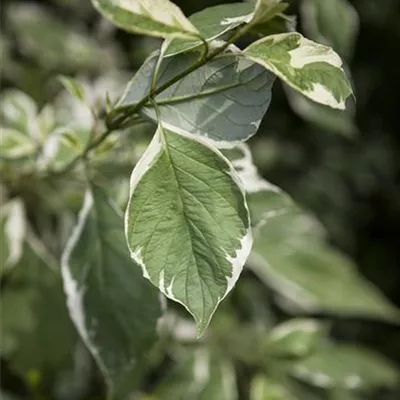 C 7,5 80- 100 - Hartriegel 'Ivory Halo' -R- - Cornus alba 'Ivory Halo' -R- - Collection