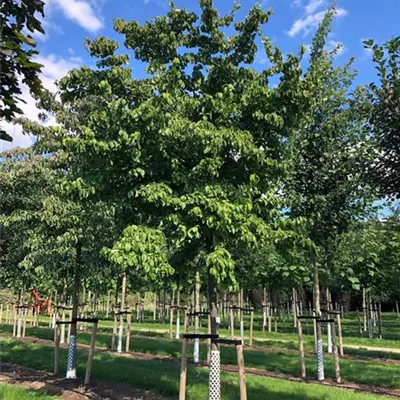 Sol Baum 5xv mDb 200-300 x 400-500 35- 40 - Amerik.Blumen-Hartriegel - Cornus florida - Collection