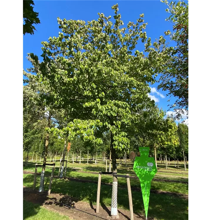 Amerik.Blumen-Hartriegel - Cornus florida - Collection