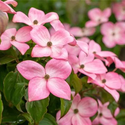 Sol 3xv mDb 100- 125 - Roter Blumen-Hartriegel 'Rubra' - Cornus florida 'Rubra' - Collection