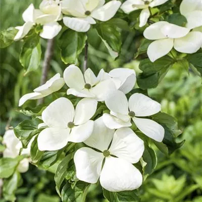 Sol 3xv mDb 100- 125 - Jap.Blumen-Hartriegel 'Venus' -R- - Cornus kousa 'Venus' -R- - Collection