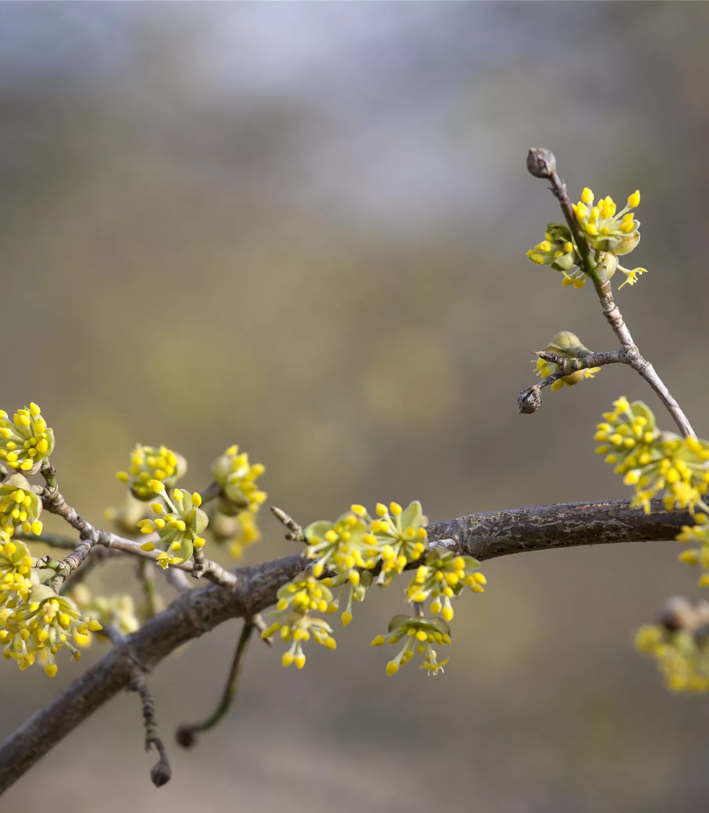 Cornus mas 'Aurea' - Collection