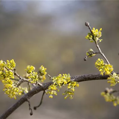 C 7,5 80- 100 - Kornelkirsche 'Aurea' - Cornus mas 'Aurea' - Collection